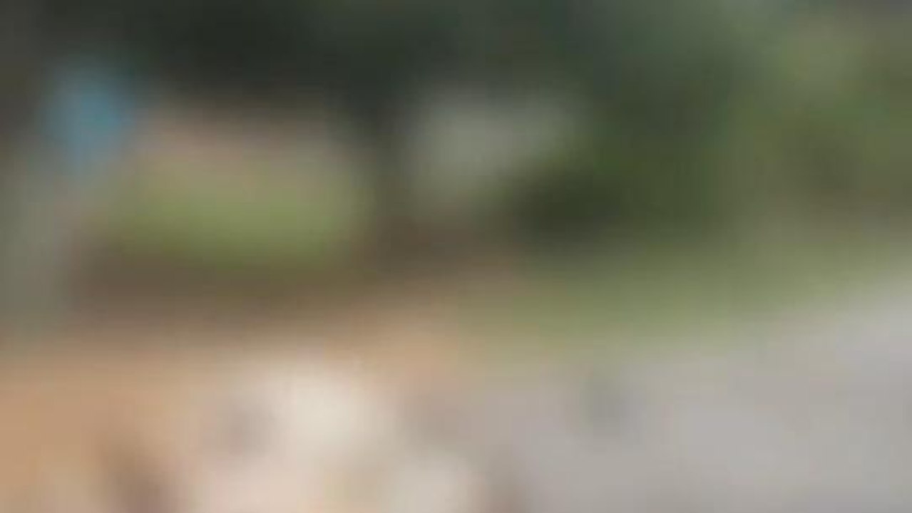 बदायूं: अज्ञात वाहन ने गोवंश को मारी जोरदार टक्...