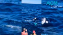 Orca seen hunting humpback whale calf