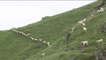 Pays Basque - Une journée avec un berger