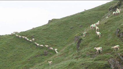 Pays Basque - Une journée avec un berger