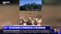 À cause de la sécheresse, certains agriculteurs n'arrivent plus à nourrir leur élevage