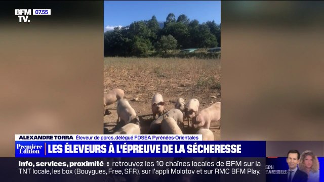 À cause de la sécheresse, certains agriculteurs n'arrivent plus à nourrir leur élevage
