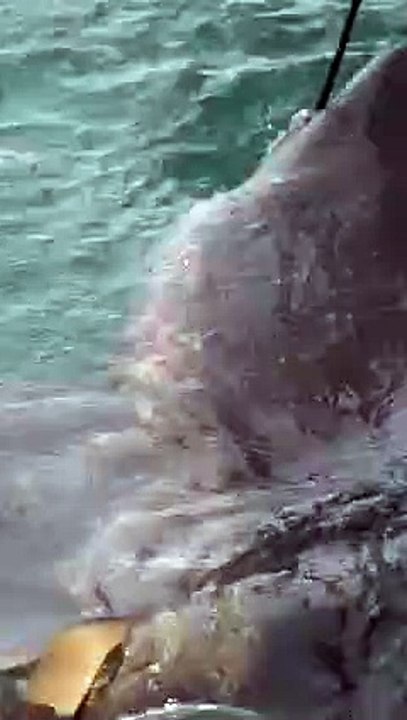 Big blue whale and sharks