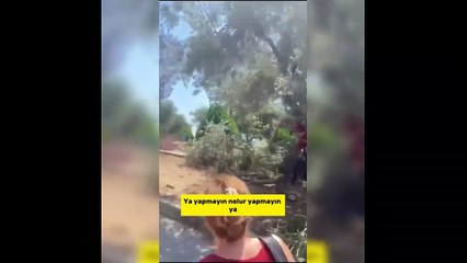 Ee çevreciler neredesiniz? CHP’li Bornova Belediyesi’nden ağaç katliamı