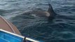 Watch: Terrifying moment orca attacks boat and destroys rudder