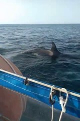 Watch: Terrifying moment orca attacks boat and destroys rudder