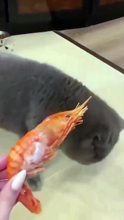 Try Not To Love These Animals