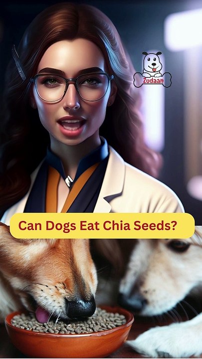 Can Dogs Eat Chia Seeds | Dog Food Review | Zudaan