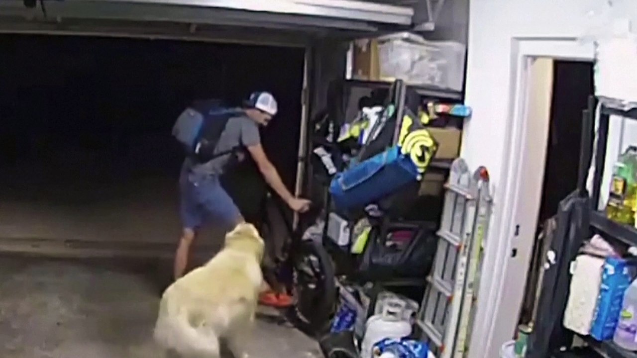 Thief plays with friendly dog while stealing bike