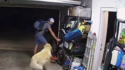 Thief plays with friendly dog while stealing bike