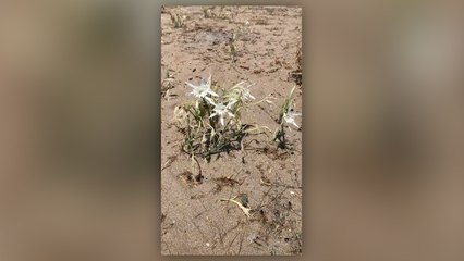 Nesli tehlike altında olan kum zambakları yaşama tutunuyor