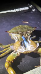 Crab Molts From Its Shell