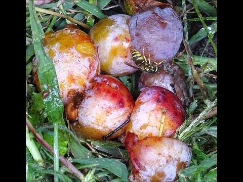 Insectes - Musique : 6/8 de la pêche à la mouche (A Gauthier) - Eric : guitares, mandolines.