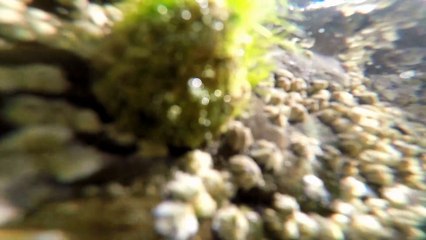 Jon Walsh Jazz and Blues part 2