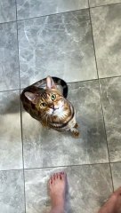 Bengal Cat Trained To Do Classic Dog Tricks