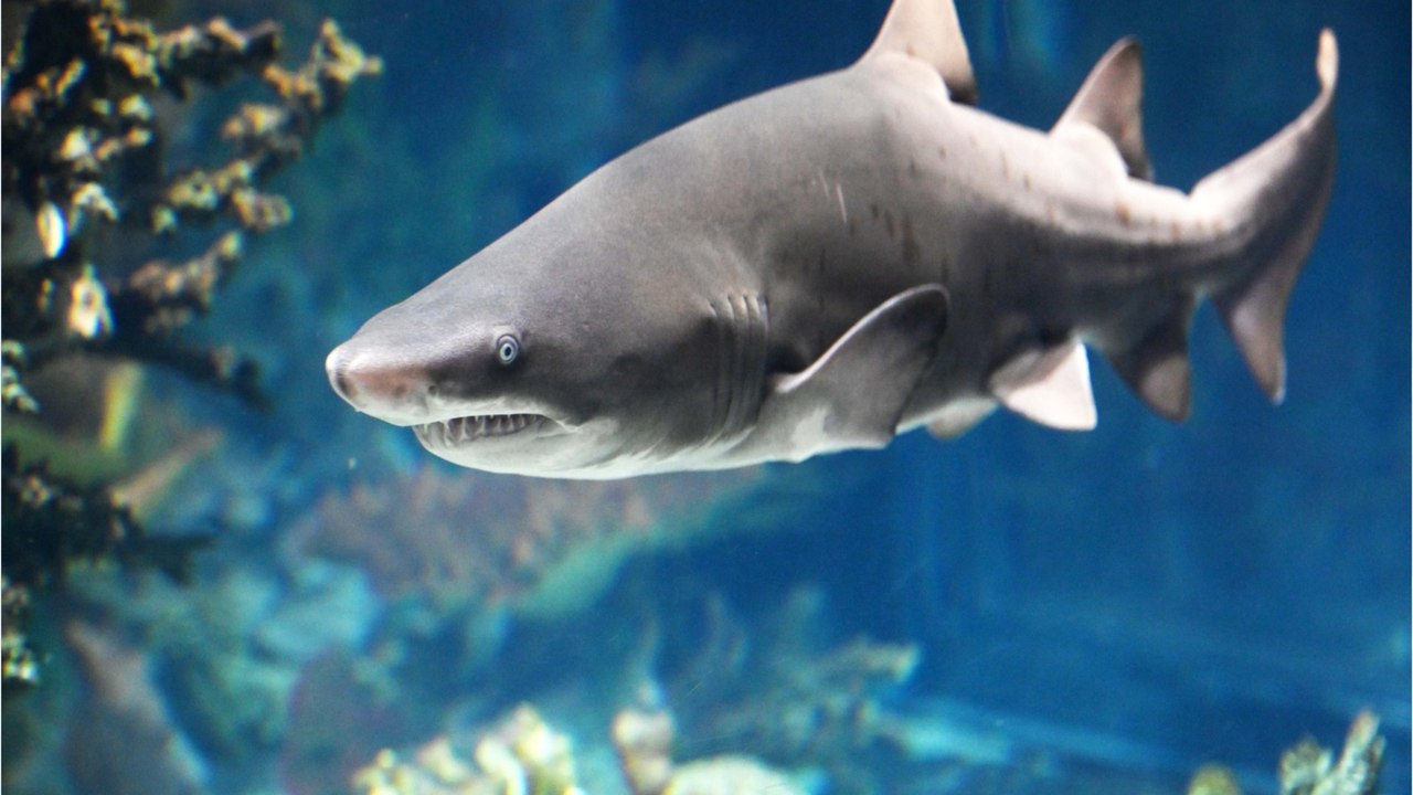 Überleben des Stärkeren: Das passiert mit Hai-Babys bei der Geburt