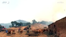 Il Portogallo brucia ancora, incendi nel sud-ovest del Paese