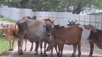 रीवा: आवारा मवेशियों से बचेगी किसानों की फसल, प्रशासन ने बनाया यह प्लान