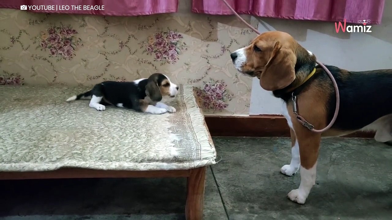 Beagle-Welpe und Hunde-Papa unterhalten sich Millionen müssen seufzen (Video)