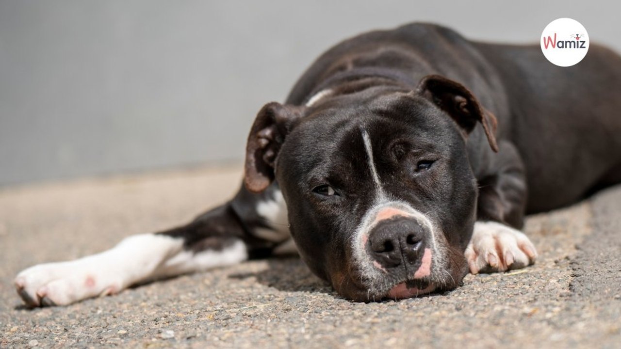 Familie entsorgt Hund im Tierheim: Dort folgt der nächste Schock!