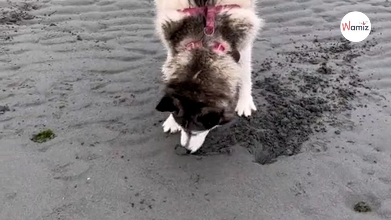 Hund buddelt Löcher im Sand und ahnt nicht, was noch auf ihn zukommt