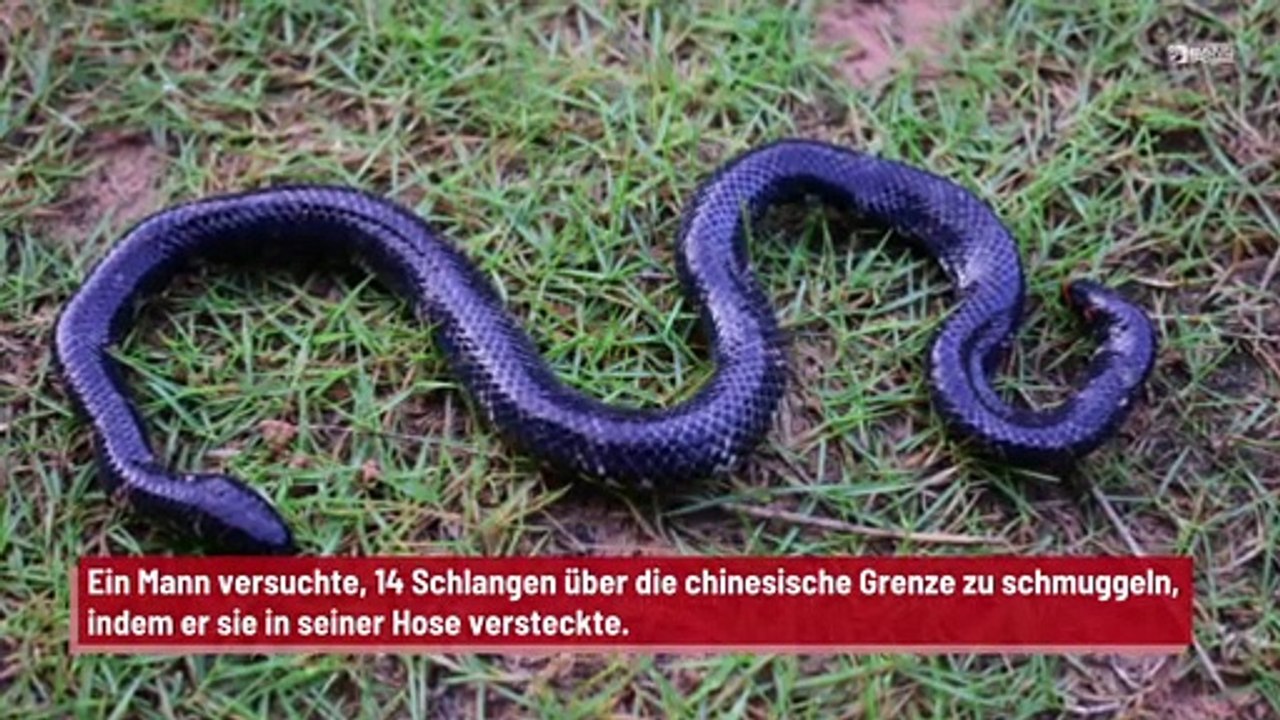 Mit 14 Schlangen in seiner Hose durch den Zoll