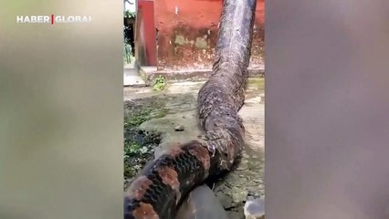 Ormanın içindeki eve misafir olan anakondayı kayıt altına aldı