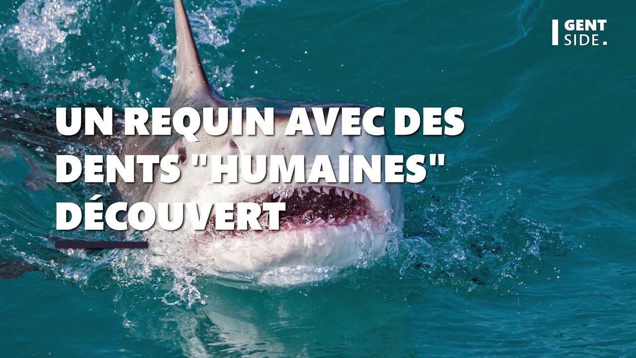 Une nouvelle espèce de requin avec des dents “humaines” découverte ...