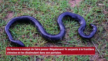 Un homme essaye de faire passer 14 serpents à la douane qu’il a cachés dans son pantalon !