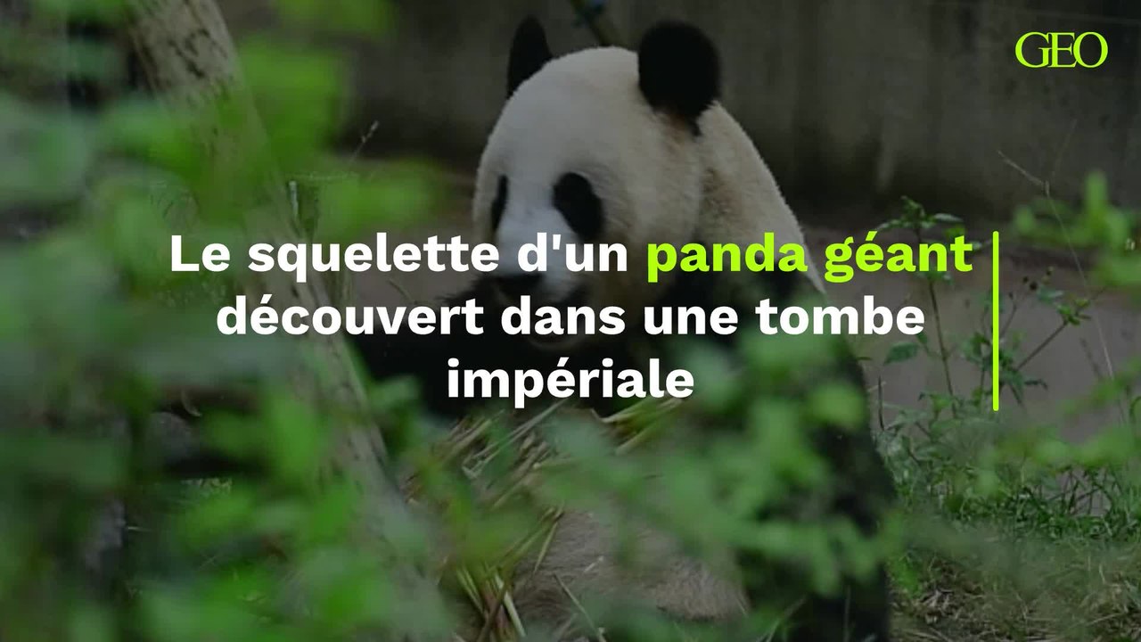 Le squelette d'un panda géant découvert dans une tombe impériale