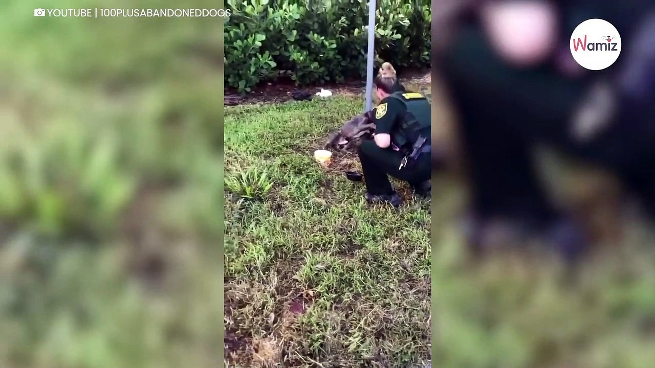 Hund an Pfahl angebunden: Als eine Polizistin kommt, wird es emotional!