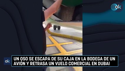 Un oso se escapa de su caja en la bodega de un avión y retrasa un vuelo comercial en Dubai