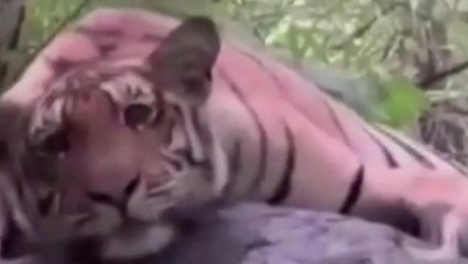 मंडला: कान्हा रिजर्व में दिखा अद्भुत दृश्य,रोमांचित हुई विदेशी पर्यटक