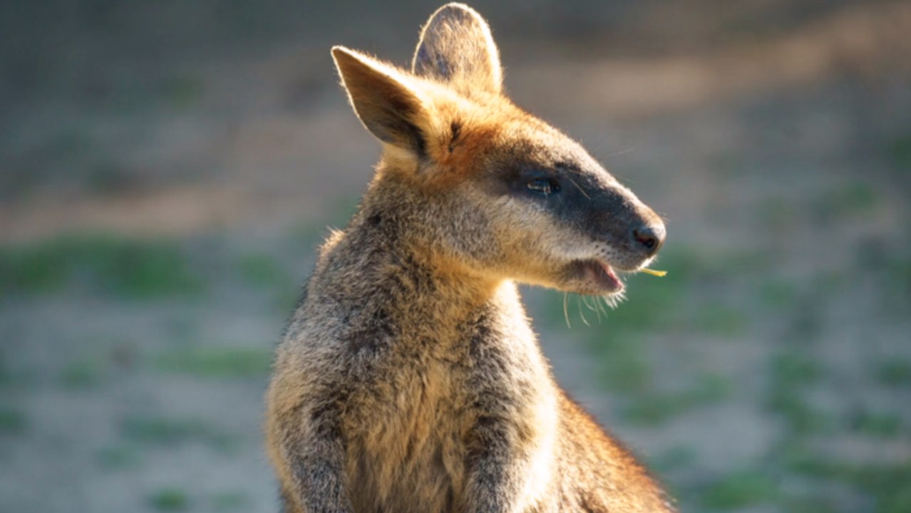 Freilaufendes Känguru in Brandenburg gesichtet