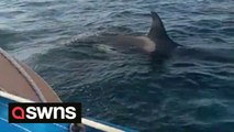 Sailor captures terrifying moment orca attacks his boat and destroys its rudder on video