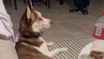 Cat-enemy husky tries to jump into a TV after seeing one on it *Hilarious Video*