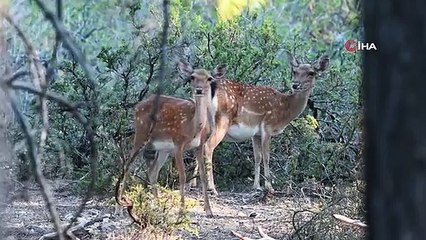 Alageyikte tüm zamanların en yüksek yavru sayısına ulaşıldı