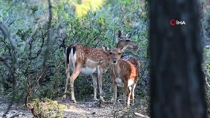 Nombre record de faons atteint chez les daims