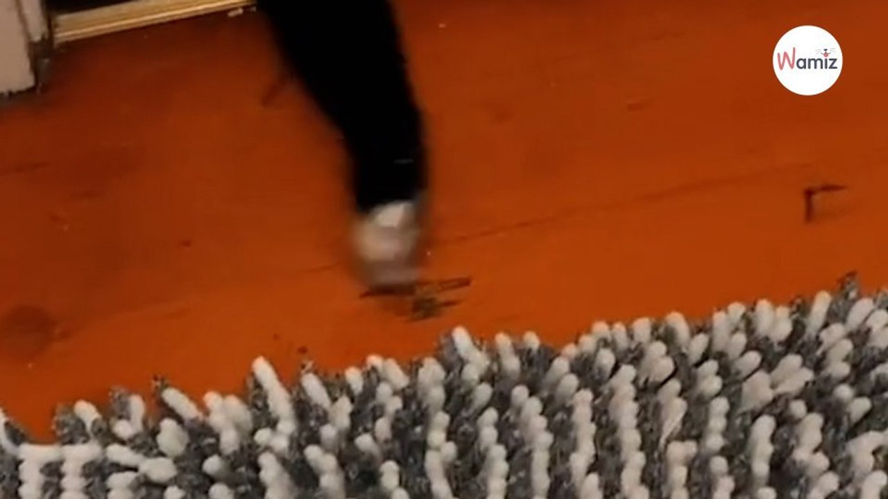 Frau im Badezimmer sperrt ihre Katze aus: Ihre Reaktion ist furchtbar lustig!