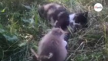 Frau holt Katze, um Ratten zu fangen Im Garten schlägt sie die Hände über dem Kopf zusammen!