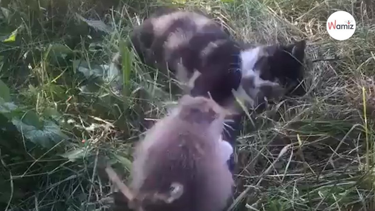 Frau holt Katze, um Ratten zu fangen Im Garten schlägt sie die Hände über dem Kopf zusammen!
