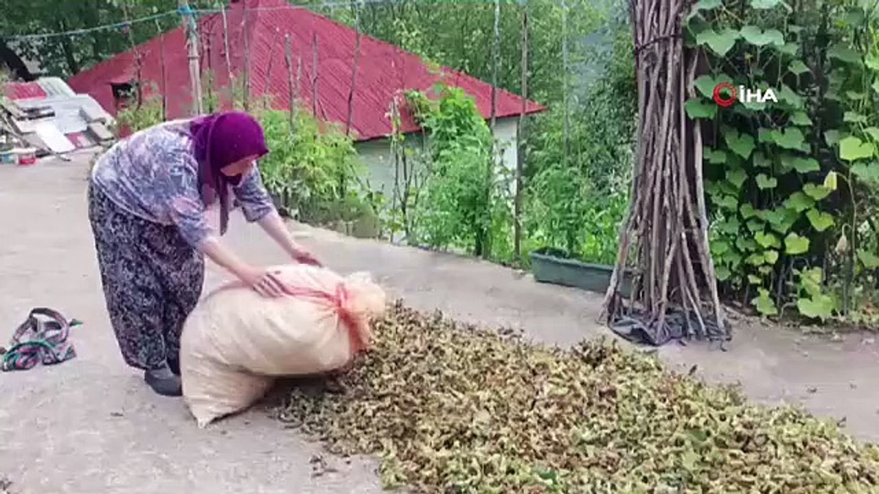 La préoccupation des producteurs de noisettes de Giresun est le prix de la noisette qui se produira sur le marché libre.