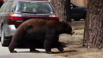 Bears spotted taking a leisurely stroll along residential street in California