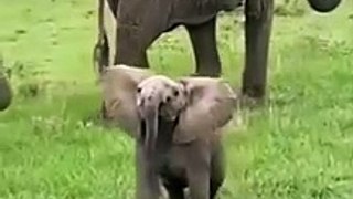 cute baby elephant mock charges on tourists!