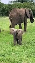 cute baby elephant mock charges on tourists!
