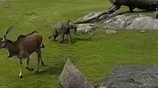 Cute Baby Elephant Trips While Playing With Birds