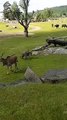 Cute Baby Elephant Trips While Playing With Birds