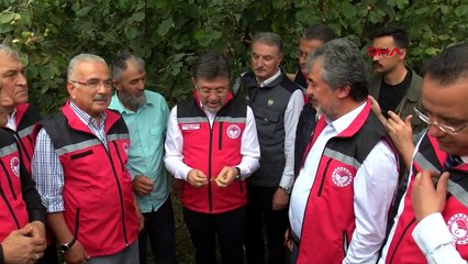 'TMO, 28 AĞUSTOS İTİBARİ İLE FINDIK ALIMINA BAŞLAYACAK'