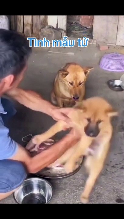 Tình mẹ bao la