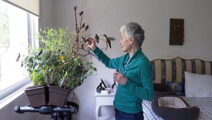 Widow transforms apartment into clinic for sick hummingbirds after cancer battle saw business collapse